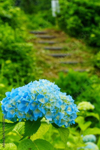 Wallpaper Mural 250628十日町市あじさい公園 Torontodigital.ca