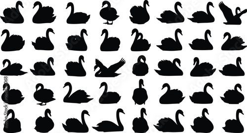 Black Swan Silhouette Collection, Elegant Graceful Bird Illustrations, Nature Wildlife Animal Graphics, Waterfowl Profiles, Swimming Flying Positions, Pond Life, Vector.