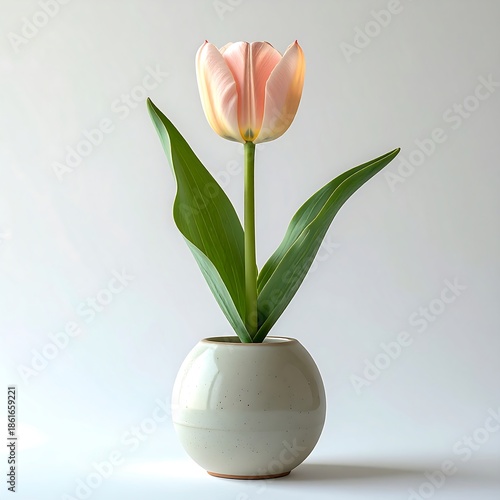 Pink tulip flower in studio photography image high resolution picture