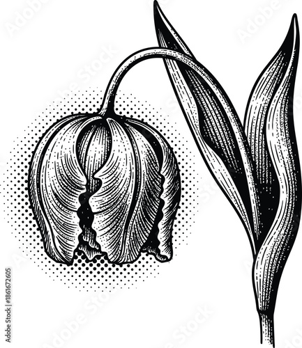 Black and white engraved tulip flower illustration with halftone shading and vintage woodcut style detailing