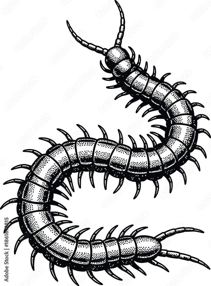 Fototapeta premium Black and White Centipede Vector Illustration in Vintage Engraving Style Isolated