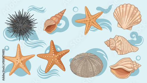 Collection of various sea creatures like sea urchins, starfish, and seashells in light brown and grey tones on a blue background.