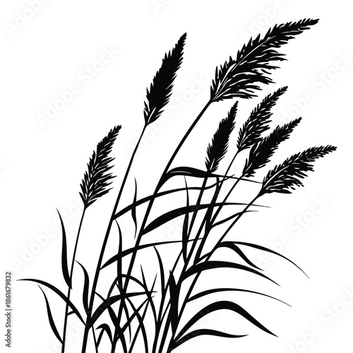 Wild pampas grass silhouette with long leaves and fluffy plumes isolated on transparent background vector art