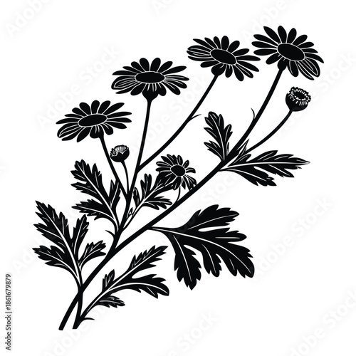 Chamomile flower branch silhouette with detailed leaves and open petals isolated on transparent background set