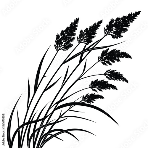 Silhouette of field grass spikelets with detailed texture isolated on transparent background for nature projects