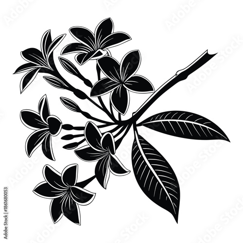 Black silhouette of blooming frangipani flowers and leaves on branch exotic blossom vector illustration on transparent background