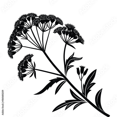 Black silhouette of tansy flower isolated on transparent background beautiful floral design element vector illustration
