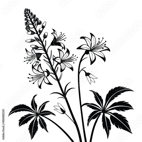 Black silhouette of cimicifuga flower also known as bugbane or black cohosh isolated on transparent background design element