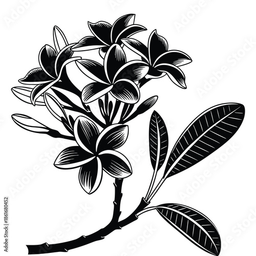 Black silhouette of plumeria flower branch with leaves isolated on transparent background vector illustration