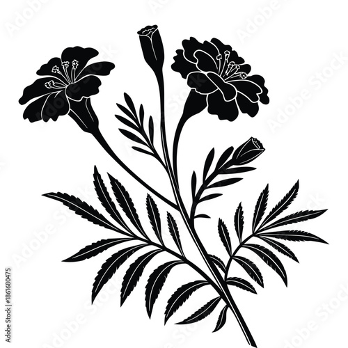 Black silhouette of marigold flowers buds and feathery leaves isolated on transparent background vector