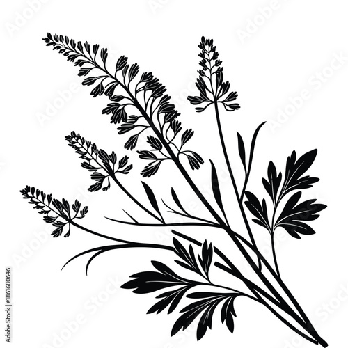 Detailed black silhouette of field flowers and wild herbs with feathered leaves and tall blooming spikes vector