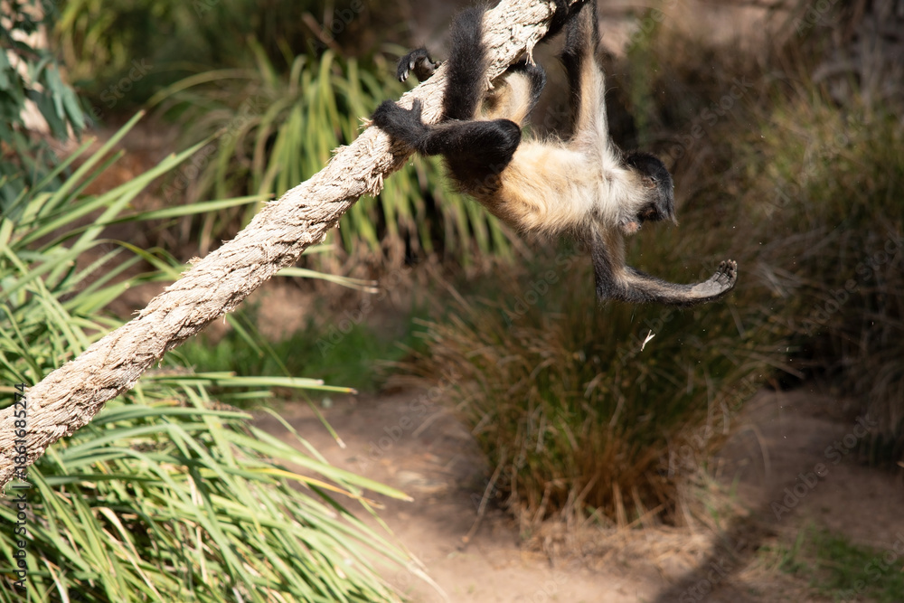 Obraz premium the young black handed spider monkey is playing swinging on a rope