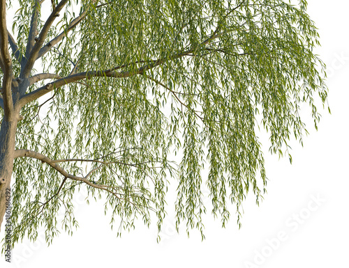 Obraz na plátně Alnus rubra tree corner view, cutout, isolate, 4k PNG, A serene weeping willow tree with lush green leaves on a transparent background, perfect for adding a touch of nature to your designs