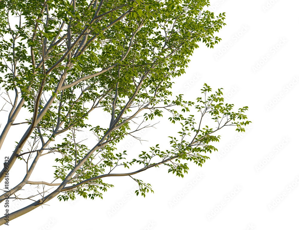 Fototapeta premium Salix babylonica tree corner view, cutout, isolate, 4k PNG, Tree branches with lush green leaves isolated on a transparent background, perfect for design and decorative purposes