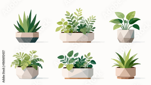 Six potted plants in geometric pots