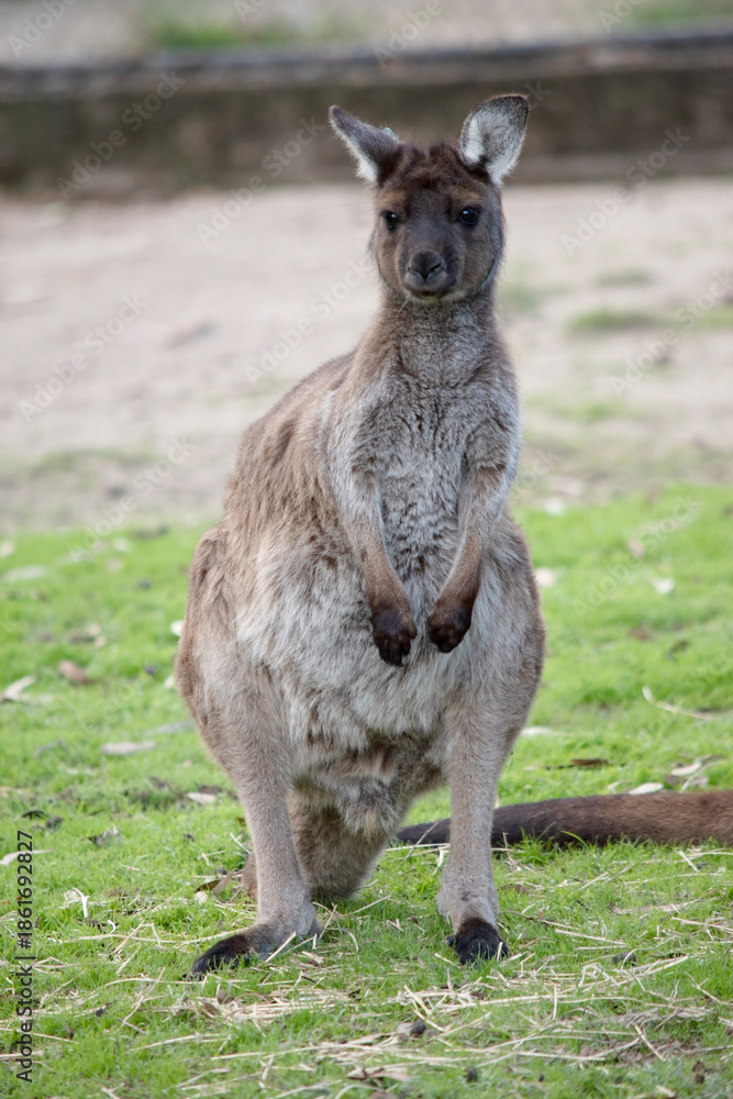 Fototapeta premium this joey kangaroo island kangaoo has been tagged