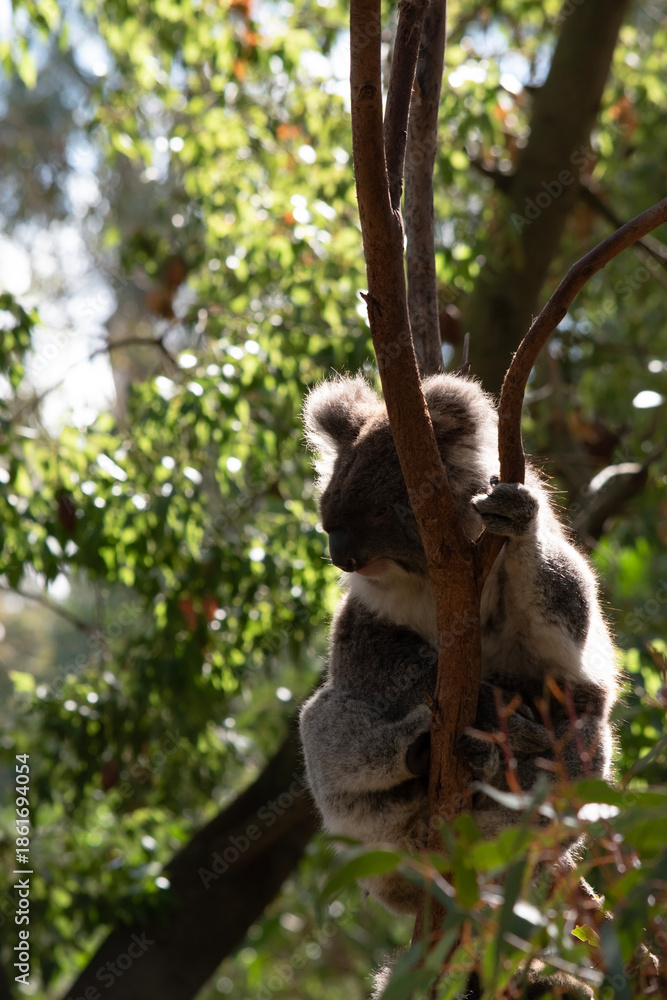 Obraz premium the koala is climbing up the tree