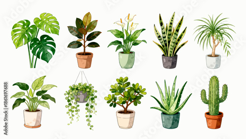 Potted plants collection