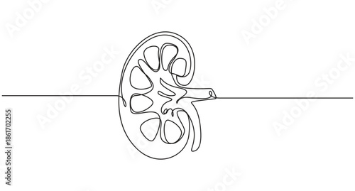 continuous line art drawing Human Kidney Anatomy vector illustration