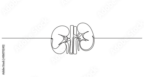 continuous line art drawing Human Kidney Anatomy vector illustration