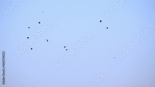 Flock of birds flying together across a blue sky 