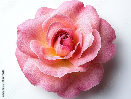 close-up of a single pink rose bloom with layered petals and a soft peach center on a white background, delicate and romantic