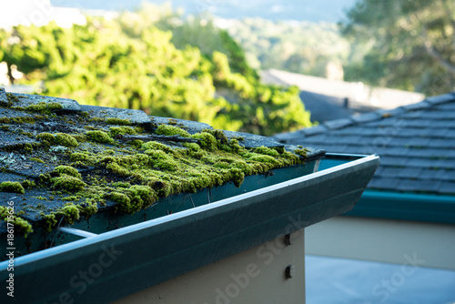 Quadro su tela Moss growing on a dark asphalt shingle roof and in a gutter