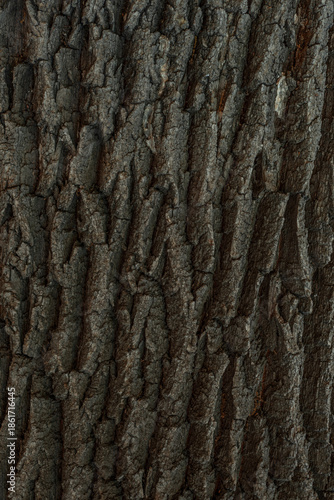 Detailed Close-Up Texture of Natural Tree Bark on Wood Surface.