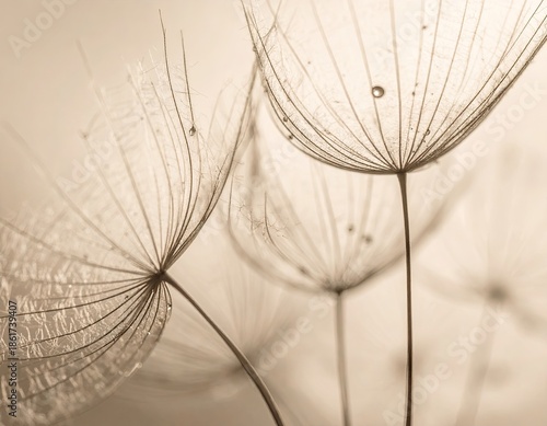 Close-up of fluffy seed heads with delicate structures and water droplets