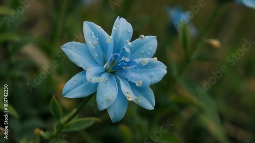 Blue Flower Collects Water Droplets in the Garden During Morning Light