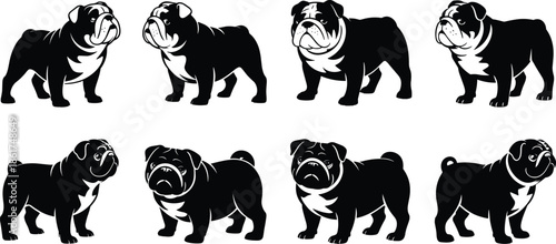 Bulldog silhouette set dog breed poses pet animal illustration isolated on white background black canine vector collection design