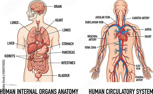 Human internal organs anatomy and circulatory system diagram, labeled medical illustration showing heart lungs liver intestines arteries veins, educational healthcare infographic