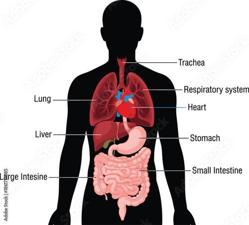 Human internal organs anatomy illustration, digestive and respiratory system diagram, heart lungs liver stomach intestines labeled, medical education vector infographic