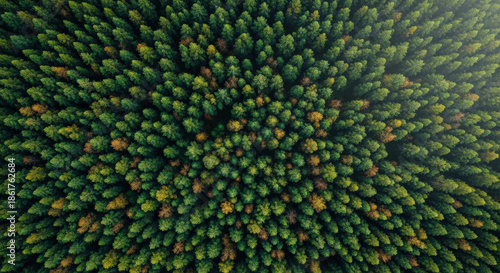 Forest Canopy Aerial View Dense Green Trees Woodland Nature Scenery. Top Down Greenery Over Head