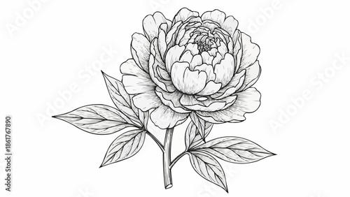 Detailed Peony Flower Illustration in Black and White.