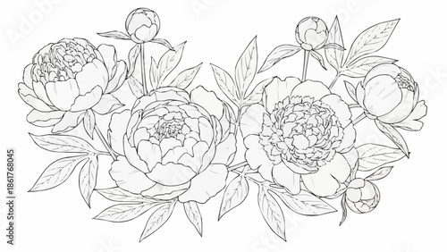 Elegant Peony Flower Line Art Illustration.