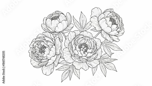 Pencil sketch drawing of beautiful peony flowers and leaves.