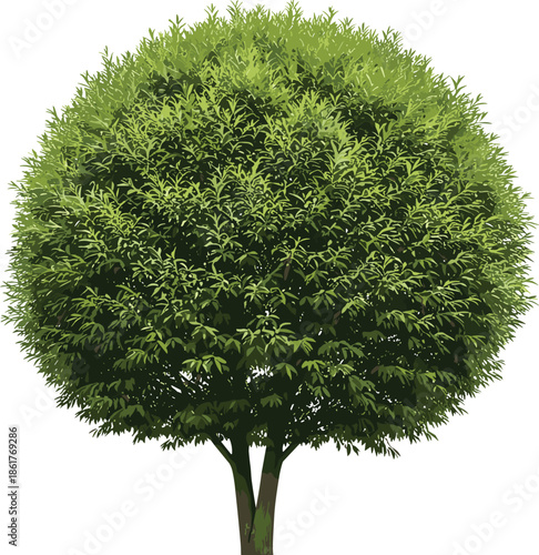 Round green tree flat vector illustration, lush foliage and symmetrical crown, isolated natural element for landscape design graphics