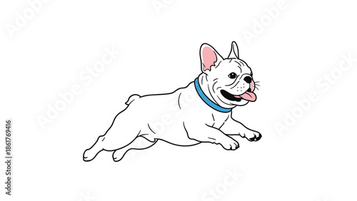 Energetic white French Bulldog running with its tongue out and wearing a blue collar isolated on a white background.