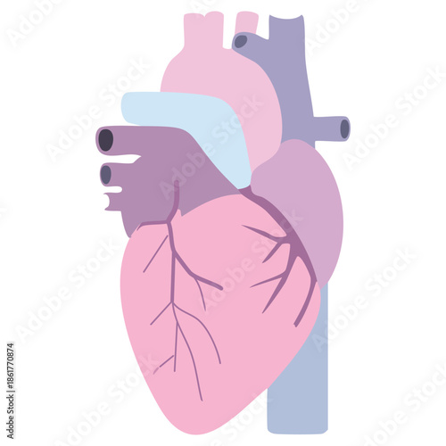 An illustrated human heart with detailed anatomy on a white background