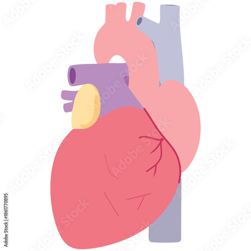 An anatomical illustration of a human heart showcasing its various chambers and blood vessels in a detailed and colorful representation.
