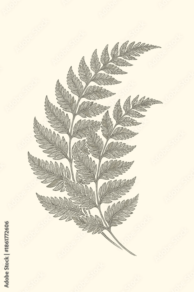 Naklejka premium Elegant vintage botanical illustration of a delicate fern leaf in fine line art, isolated on a light background, symbolizing nature, growth, and organic beauty.