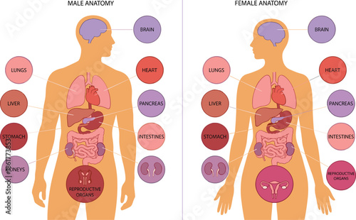 Male and female anatomy comparison illustration, human internal organs labeled diagram, medical education infographic showing body systems differences clearly