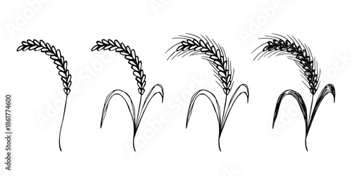 Set of hand drawn cereal wheat oat rye barley rice ears spikelet clipart Organic wheat bread agriculture farming harvest healthy food Single element for design print packaging label decor