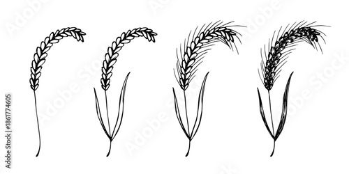 Set of hand drawn cereal wheat oat rye barley rice ears spikelet clipart Organic wheat bread agriculture farming harvest healthy food Single element for design print packaging label decor
