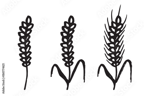Set of hand drawn cereal wheat oat rye barley rice ears spikelet clipart Organic wheat bread agriculture farming harvest healthy food Single element for design print packaging label decor