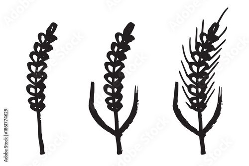 Set of hand drawn cereal wheat oat rye barley rice ears spikelet clipart Organic wheat bread agriculture farming harvest healthy food Single element for design print packaging label decor
