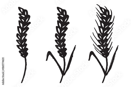 Set of hand drawn cereal wheat oat rye barley rice ears spikelet clipart Organic wheat bread agriculture farming harvest healthy food Single element for design print packaging label decor