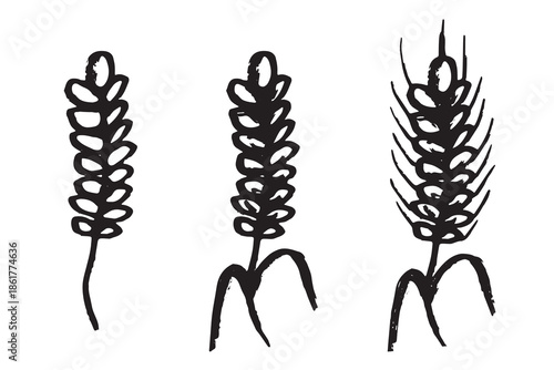 Set of hand drawn cereal wheat oat rye barley rice ears spikelet clipart Organic wheat bread agriculture farming harvest healthy food Single element for design print packaging label decor