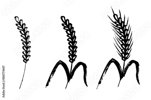 Set of hand drawn cereal wheat oat rye barley rice ears spikelet clipart Organic wheat bread agriculture farming harvest healthy food Single element for design print packaging label decor
